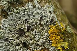 Image of starry rosette lichen