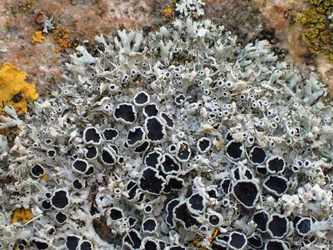 Image of rosette lichen