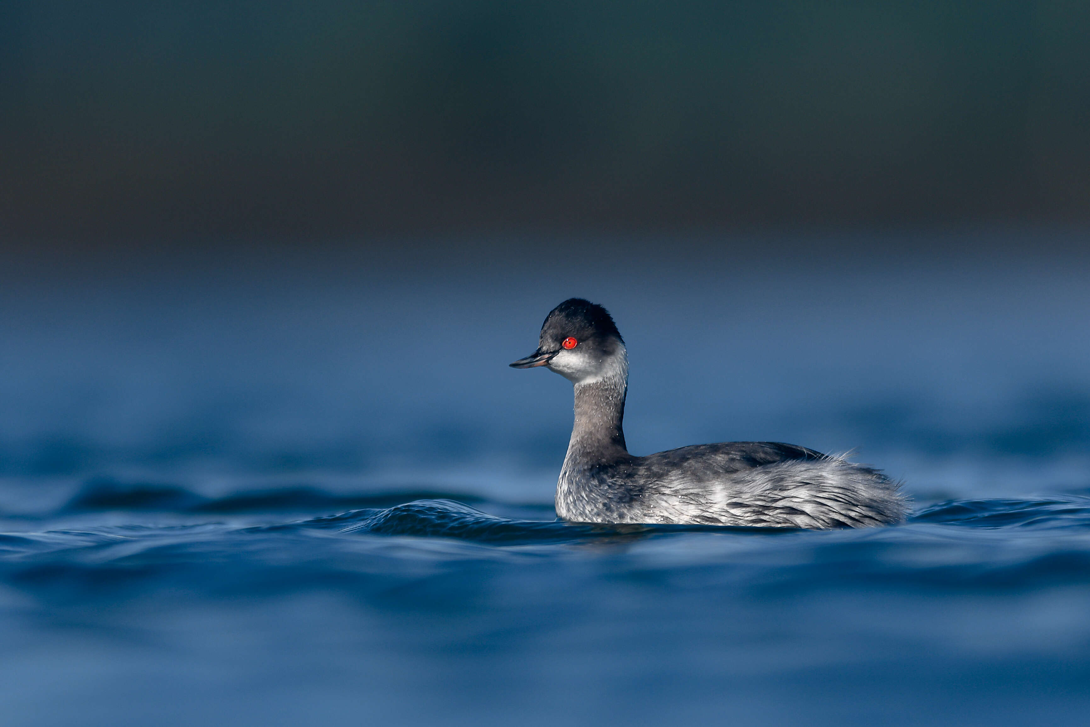 Image of Podiceps Latham 1787