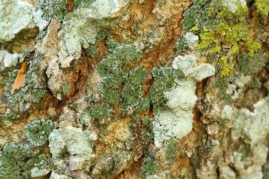 Image of frosted lichen