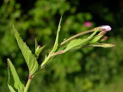 Epilobium resmi