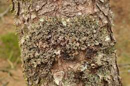 Image of ragged lichen