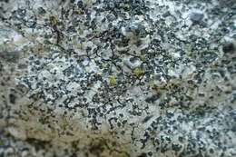 Image of porpidia lichen