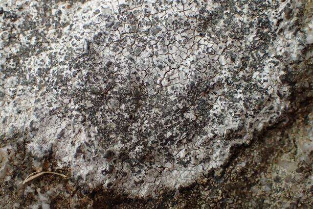 Image of porpidia lichen
