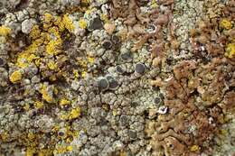 Image of protoparmelia lichen
