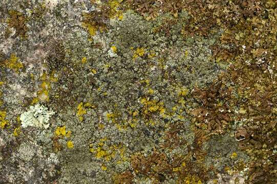 Image of protoparmelia lichen