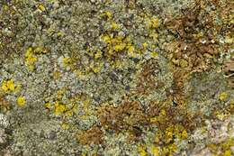 Image of protoparmelia lichen