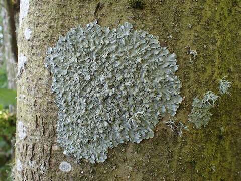 Image of Speckled Shield Lichens