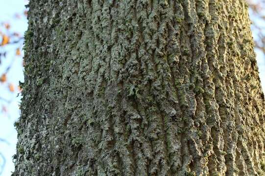 Image of cartilage lichen