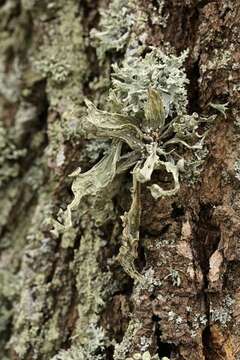 Image of cartilage lichen