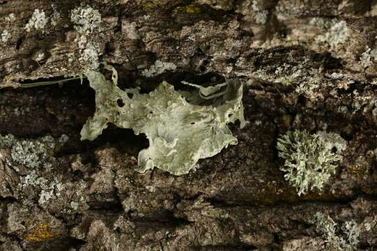 Image of cartilage lichen