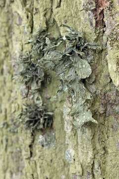 Image of cartilage lichen