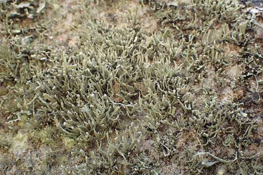 Image of Ramalina subfarinacea (Nyl. ex Cromb.) Nyl.