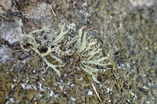 Image of Ramalina subfarinacea (Nyl. ex Cromb.) Nyl.