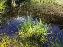 Image of Gray Bog Sedge