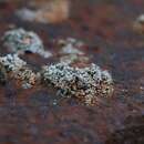 Image of snow lichen