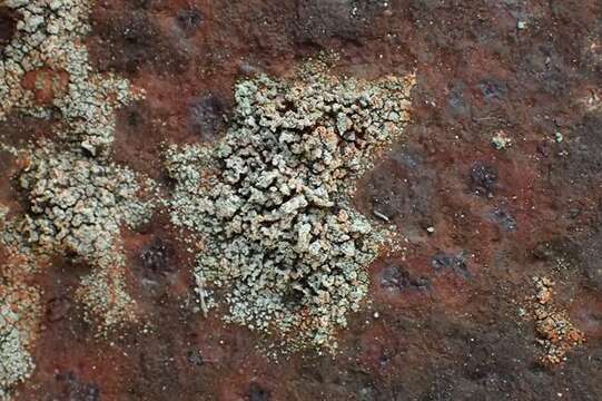 Image of snow lichen