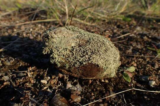 Image of snow lichen