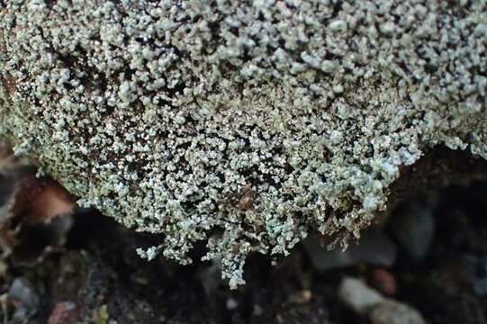 Image of snow lichen