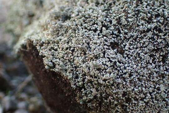 Image of snow lichen