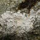 Image of disk lichen