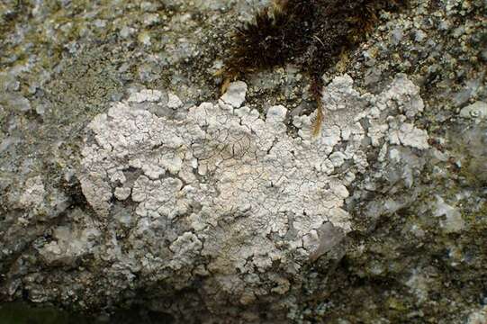 Image of disk lichen