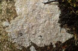 Image of disk lichen