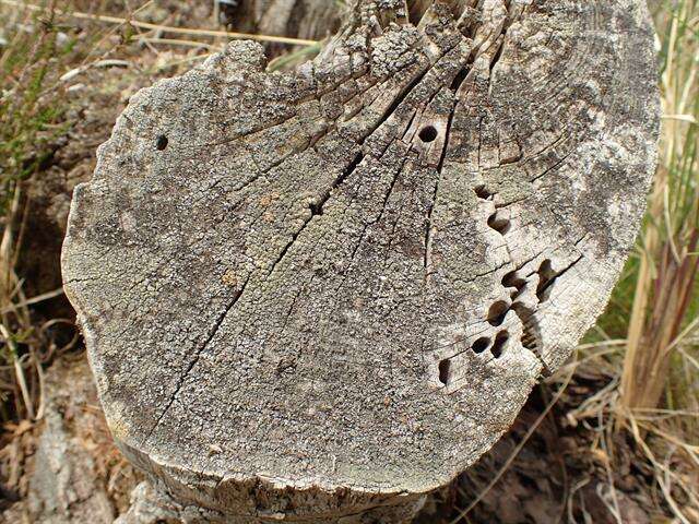 Image of trapeliopsis lichen