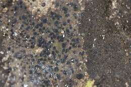 Image of wart lichen