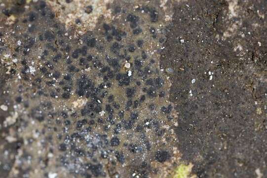 Image of wart lichen