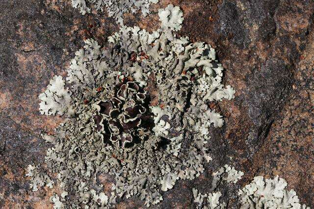 Image of xanthoparmelia lichen