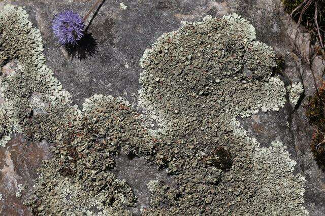 Image of xanthoparmelia lichen