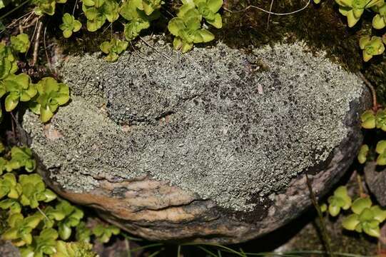 Image of xanthoparmelia lichen