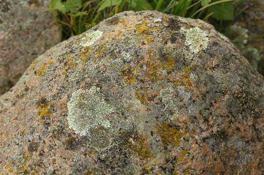 Image of Mougeot's xanthoparmelia lichen