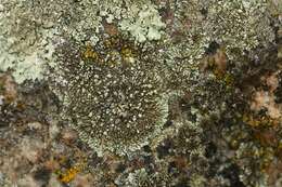 Image of Mougeot's xanthoparmelia lichen