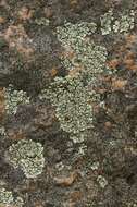 Image of Mougeot's xanthoparmelia lichen