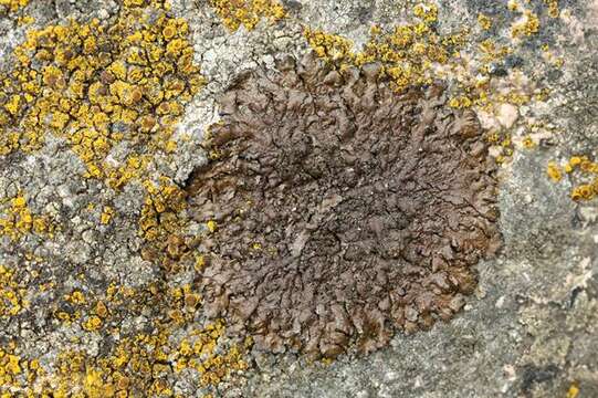 Image of neofuscelia lichen