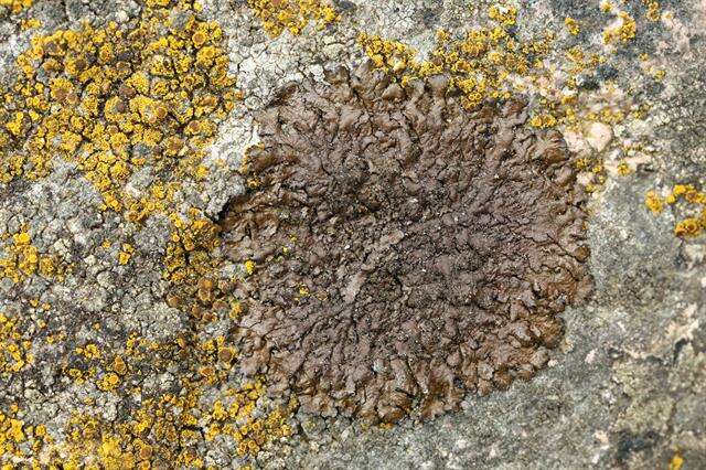 Image of neofuscelia lichen