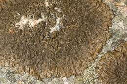 Image of neofuscelia lichen