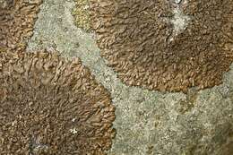 Image of neofuscelia lichen