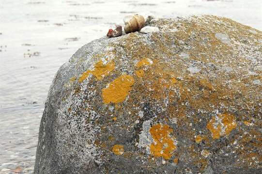 Image of orange wall lichen