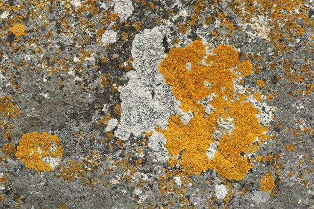 Image of orange wall lichen