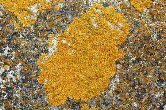 Image of orange wall lichen