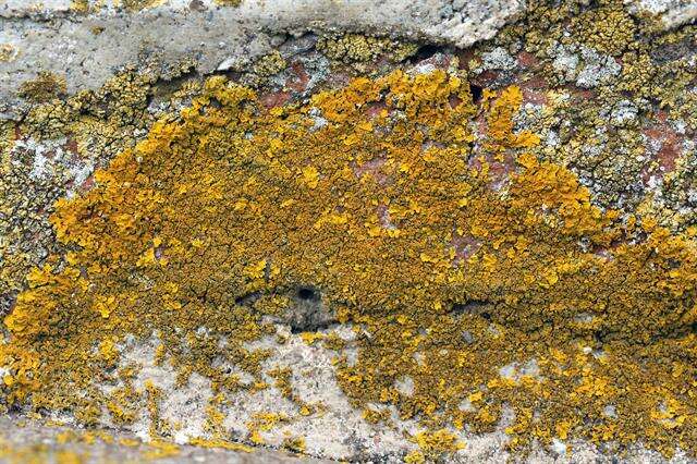 Image of orange wall lichen