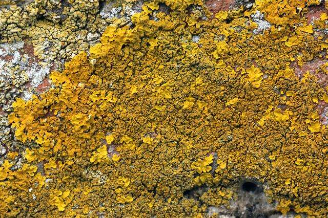 Image of orange wall lichen