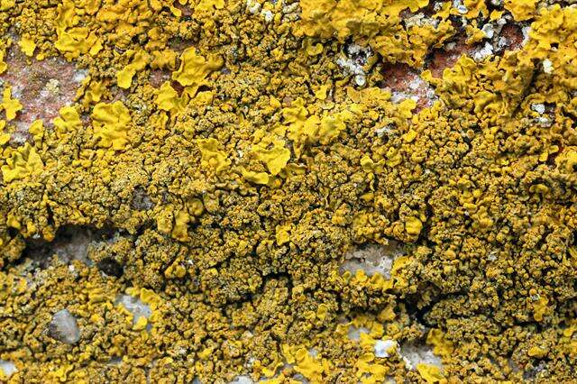 Image of orange wall lichen