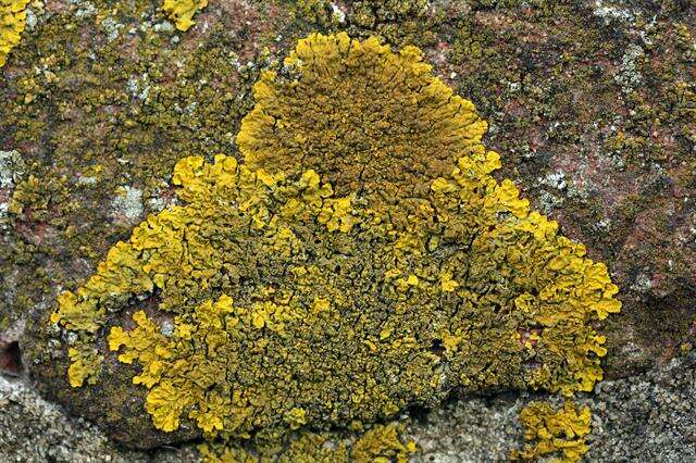 Image of orange wall lichen