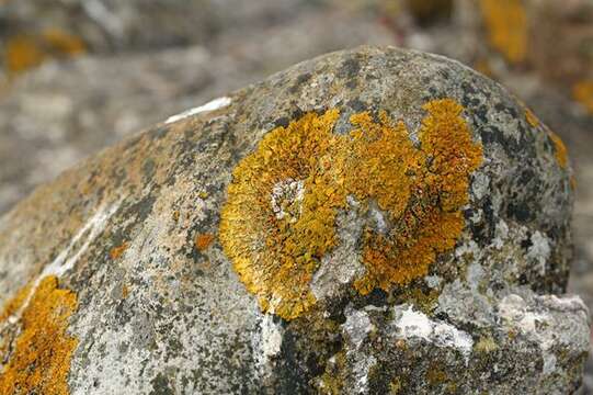 Image of orange wall lichen