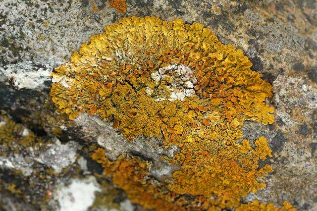 Image of orange wall lichen