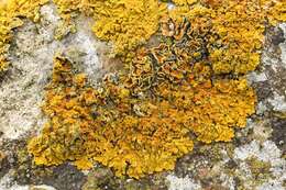 Image of orange wall lichen